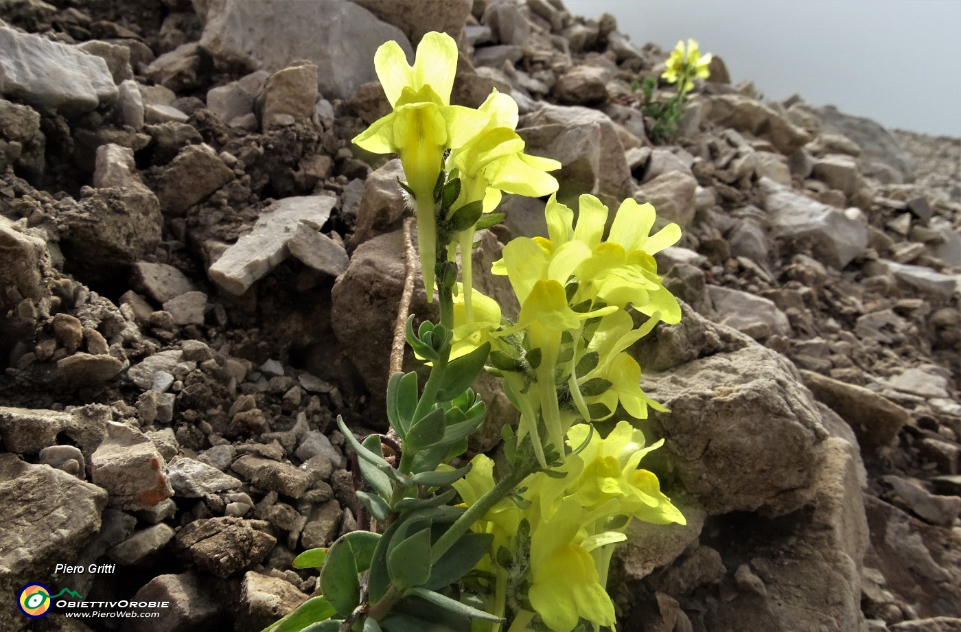 05 Linaria bergamasca (Linaria tonzigii) tra i macereti del Mandrone.JPG